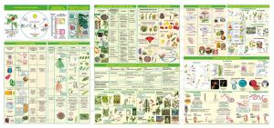 БИОЛОГИЯ  5-7 Клас А3 Ламинат !!!