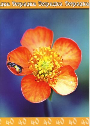 Тетрадка  А5 вестник РЕД - 40л. ЕКОБЕЛАН  !!!