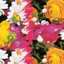 Хартия опаковачна  50/70  Лакирана ЦВЕТНА   !!!